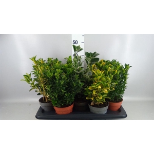 Euonymus japon.   ...mix