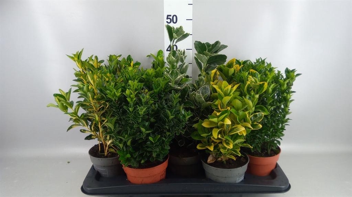 <h4>Euonymus japon.   ...mix</h4>