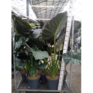 Alocasia  'Regal Shields'