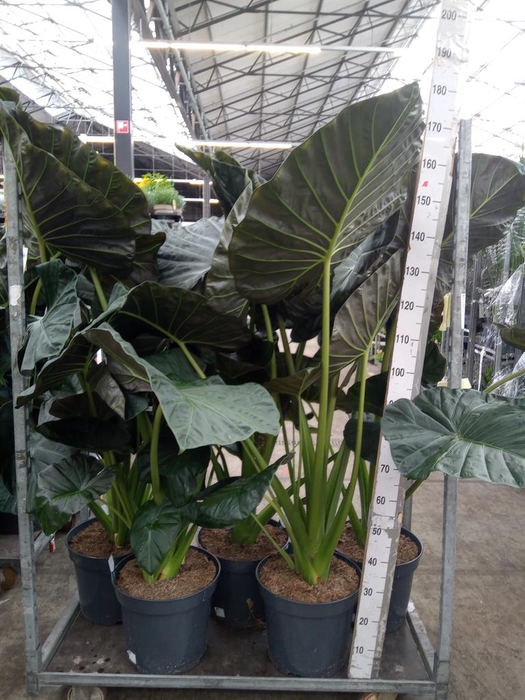 <h4>Alocasia 'Regal Shields'</h4>