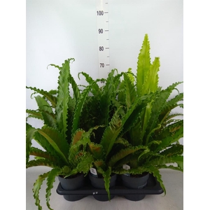 Asplenium antiquum 'Osaka'