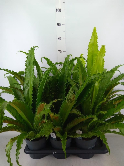 <h4>Asplenium antiquum 'Osaka'</h4>