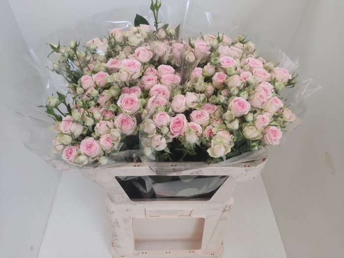 <h4>R TR SWEET GISELLE!</h4>