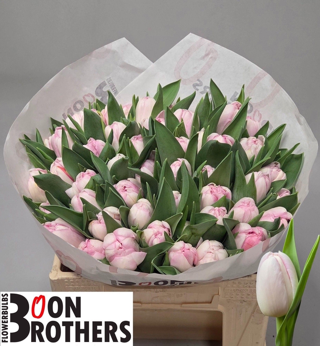 <h4>TU DU OBSESSION</h4>