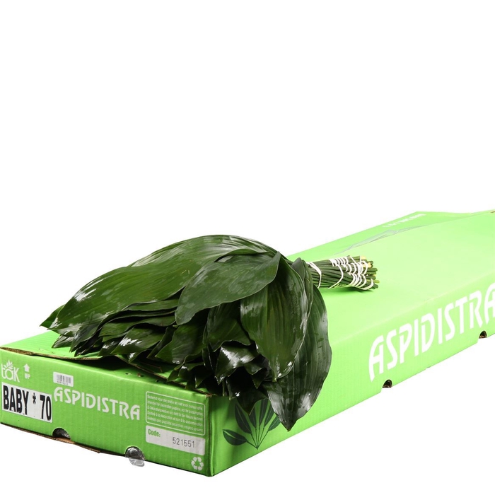<h4>Aspidistra elatior per bos</h4>