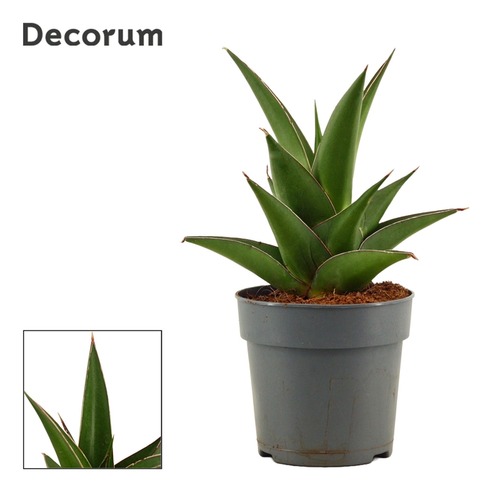 <h4>Sansevieria Abbey crown 12 cm (Decorum)</h4>