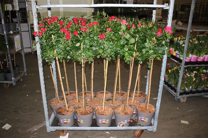 <h4>Rosa Op Stam Mixtrolley</h4>