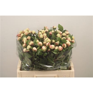 Paeo L Festiv Maxima