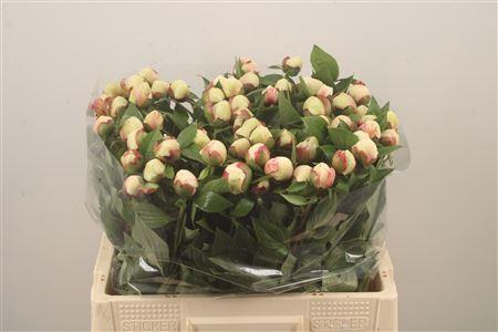 <h4>Paeo L Festiv Maxima</h4>