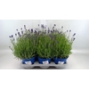 Lavandula angus. 'Hidcote'