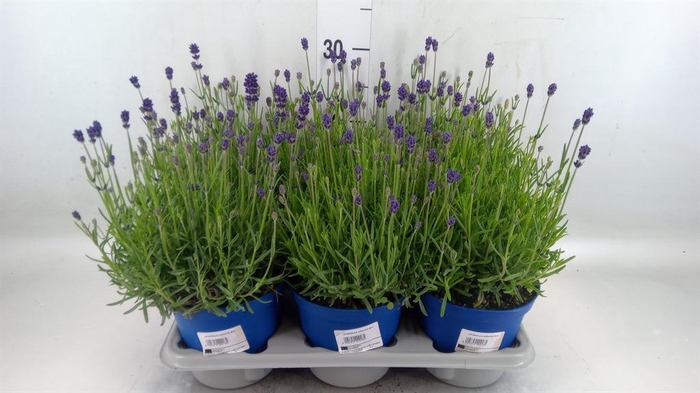 Lavandula angus. 'Hidcote'