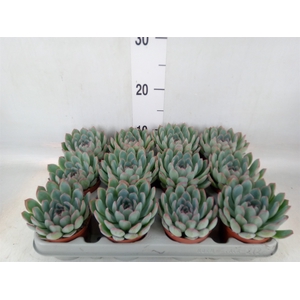 Echeveria  'Apus'