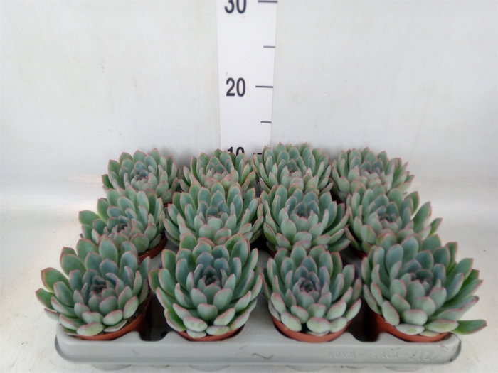 <h4>Echeveria  'Apus'</h4>