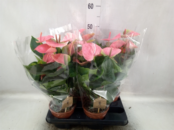 <h4>Anthurium andr. 'Sweet Dream'</h4>