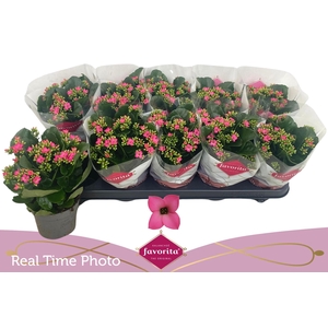 KAL EN BEL ROSA PINK