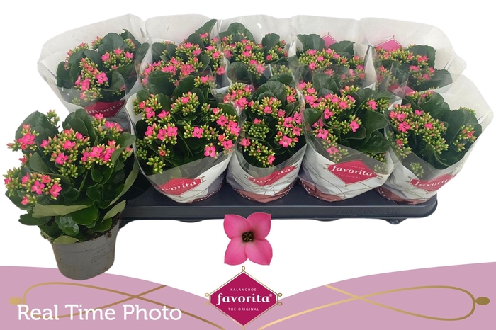 KAL EN BEL ROSA PINK