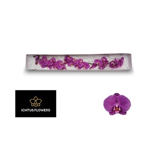 PHAL AN BUFFALO