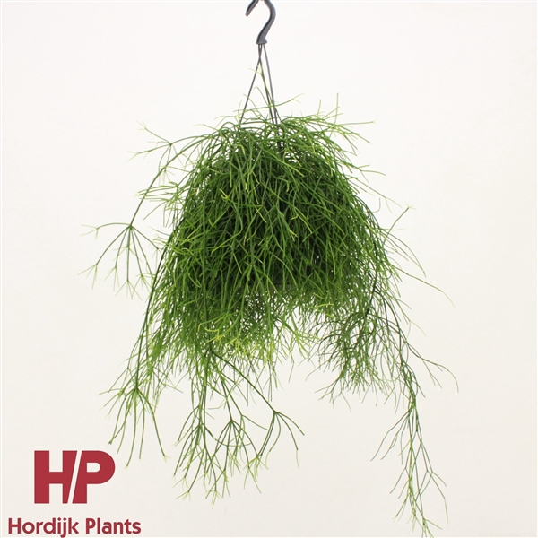 Rhipsalis baccifera 'Oasis'