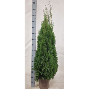 THUJA O SMARAGD