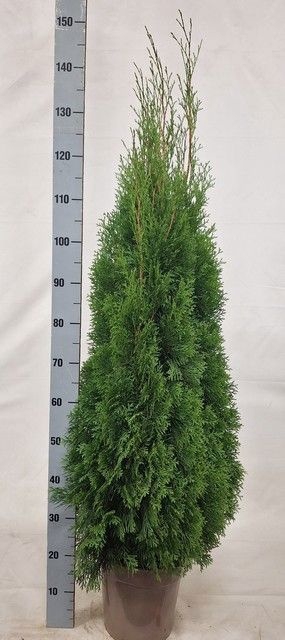 <h4>THUJA O SMARAGD</h4>