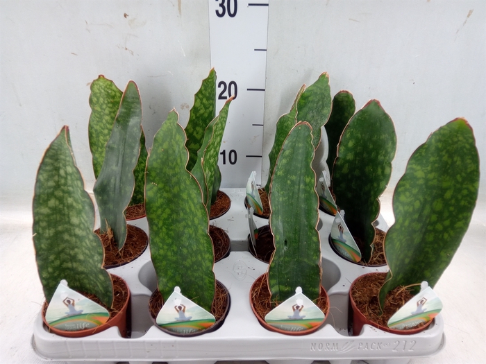 <h4>Sansevieria   ...</h4>