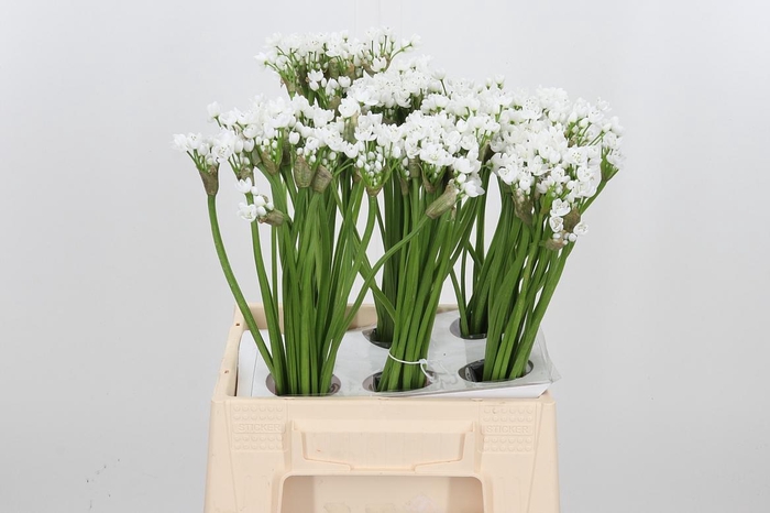 <h4>Allium Flocon</h4>