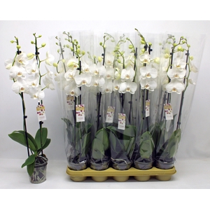 PHAL F PURE SILK