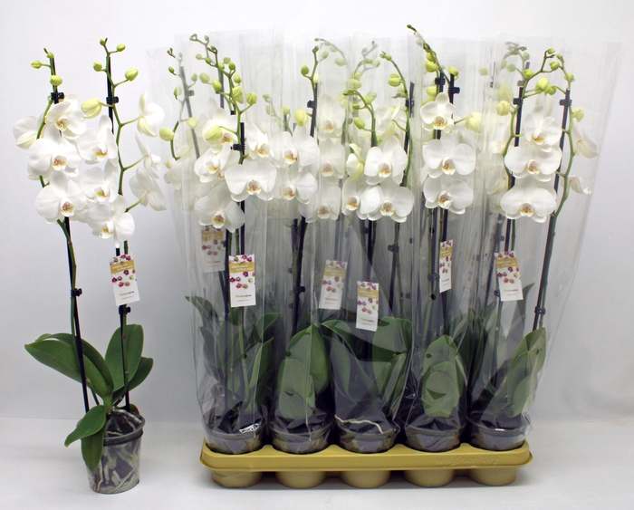 <h4>PHAL F PURE SILK</h4>