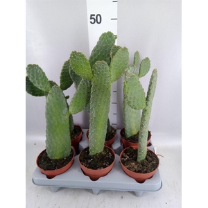 Opuntia