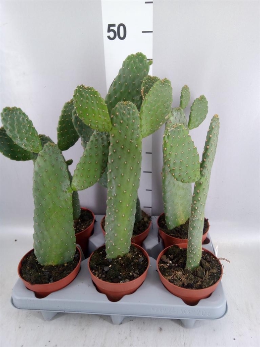 <h4>Opuntia</h4>
