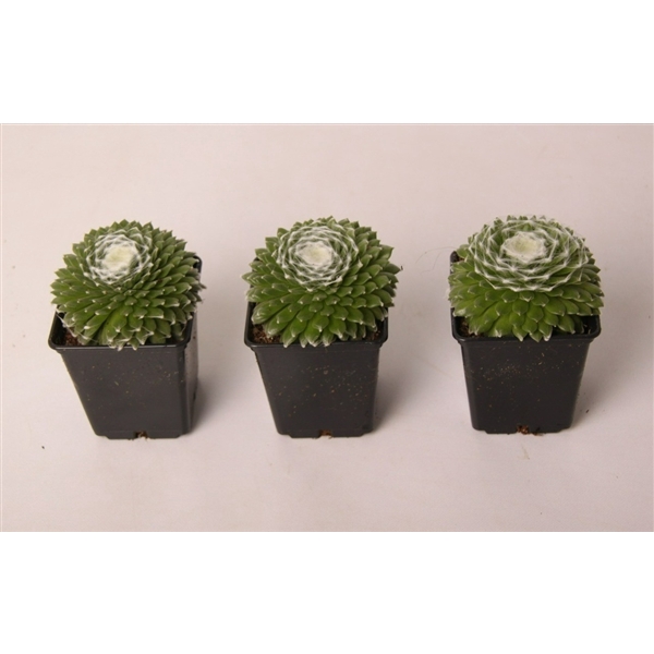 <h4>Sempervivum arachnoideum 7 cm</h4>