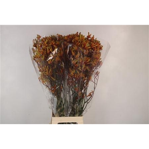 Anigozanthos Gold Fever