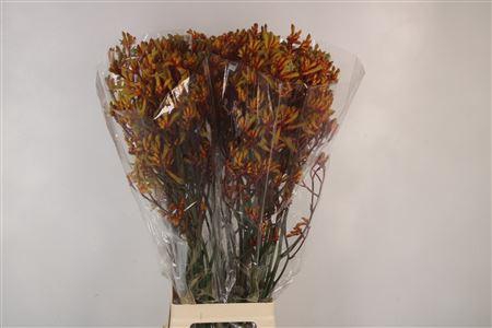 <h4>Anigozanthos Gold Fever</h4>