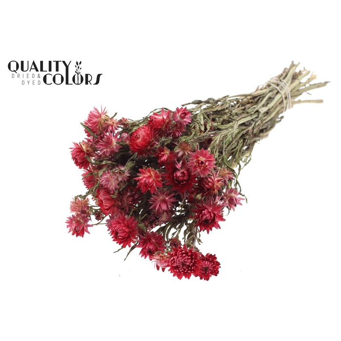 <h4>Helichrysum per bunch Natural Red</h4>