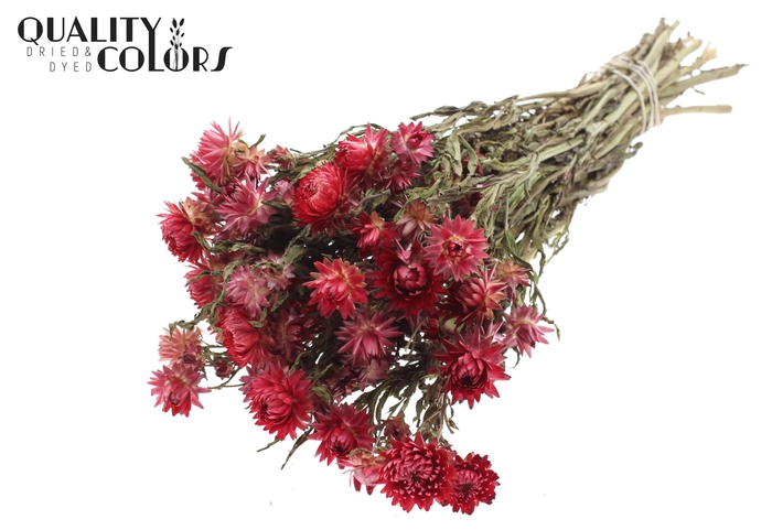 <h4>Helichrysum per bunch Natural Red</h4>