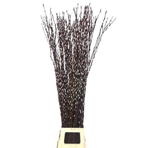 Salix Wilgenkatjes