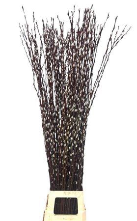 <h4>Salix Wilgenkatjes</h4>