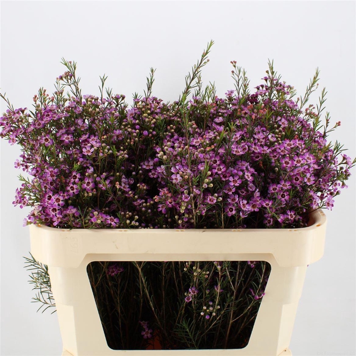 <h4>Chamelaucium unci. 'Purple Pride'</h4>