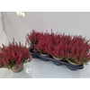 Callu Ga G Franca