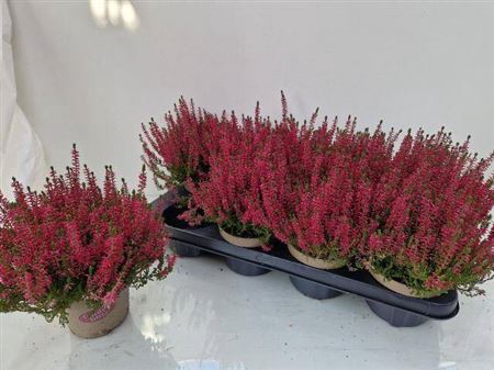 Callu Ga G Franca