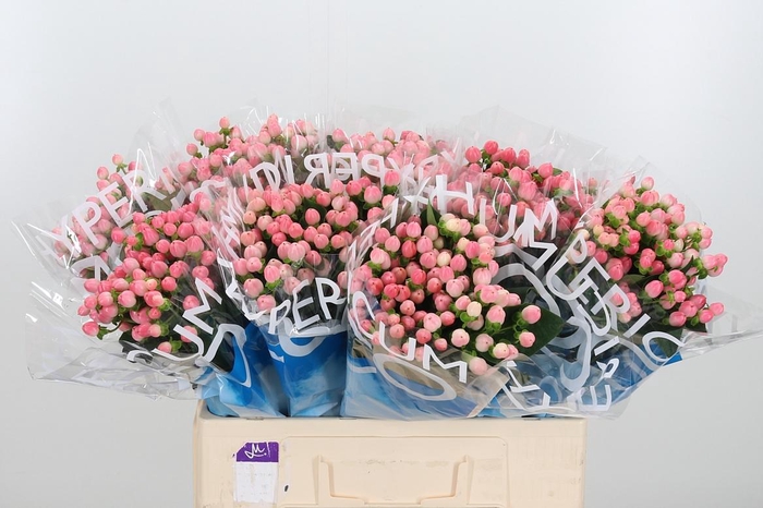 <h4>Hyp Coco Casino</h4>