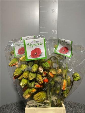 <h4>Papaver Prima Mix</h4>