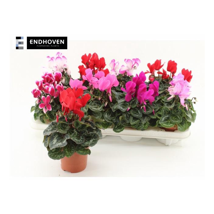 <h4>CYCL MD SUP ALLURE</h4>