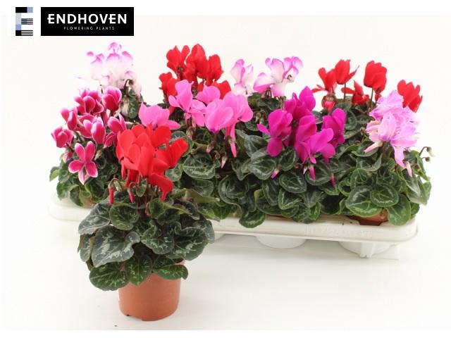 <h4>CYCL MD SUP ALLURE</h4>