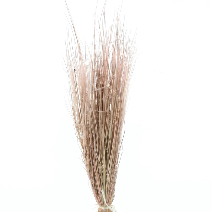 <h4>Dried Stypa Penata Lavendel Bs</h4>