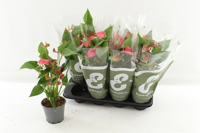 <h4>ANTHU FL ROMANTICO</h4>