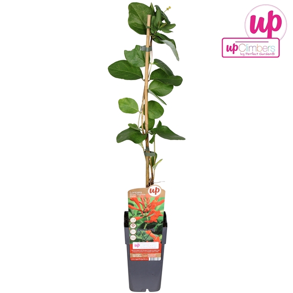 <h4>Lonicera brownii Dropmore Scarlet P15</h4>