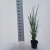 Panicum virgatum