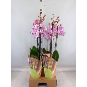 Phalaenopsis  'FC Magic Art'