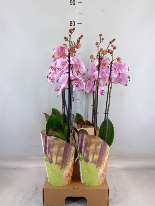 <h4>Phalaenopsis  'FC Magic Art'</h4>